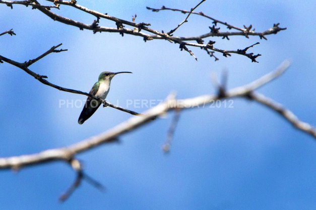 Puerto Rican Emerald (Chlorostilbon maugeaus) The Puerto Rican Emerald (Chlorostilbon maugeaus), or Zumbadorcito de Puerto Rico in Spanish, is an endemic hummingbird found only in the archipelago of Puerto Rico.
